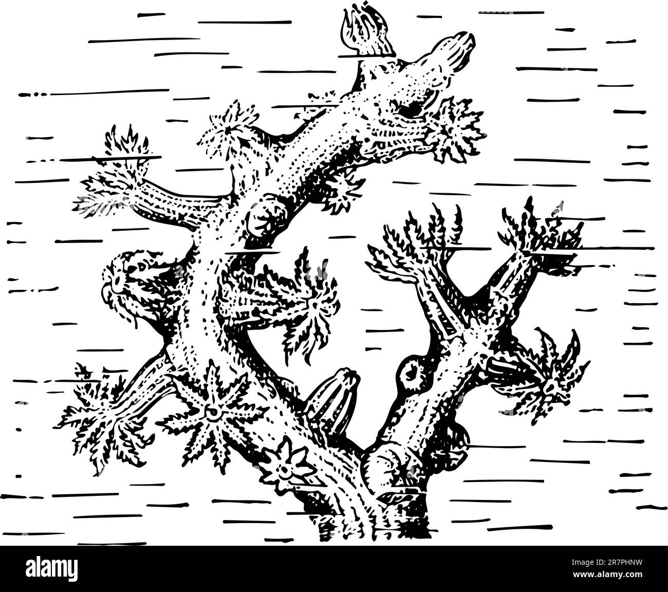 Corallo rosso nell'acqua Illustrazione Vettoriale