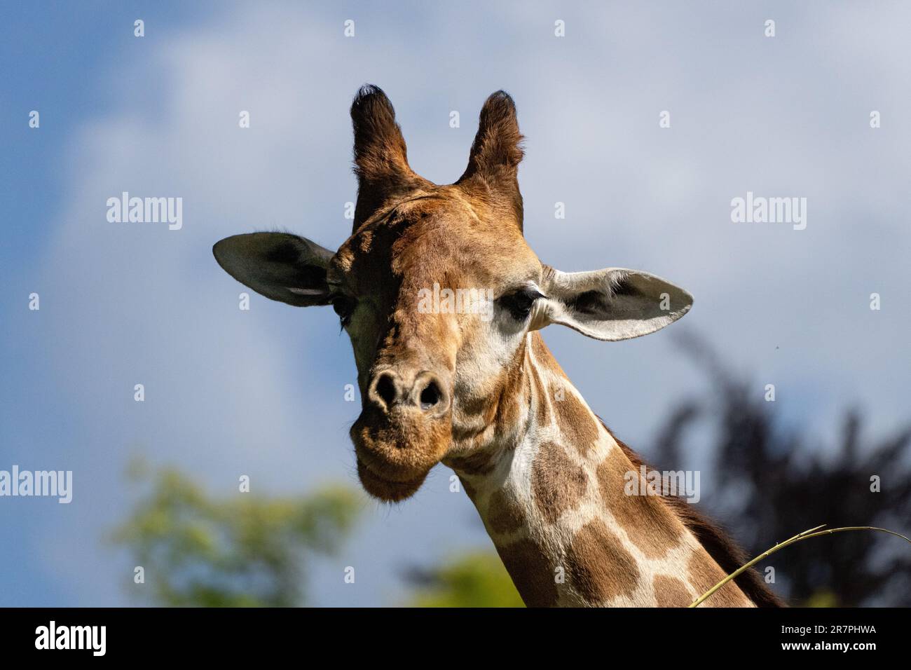 Primo piano della testa di una giraffa sullo sfondo di un cielo blu e di lussureggianti alberi verdi Foto Stock