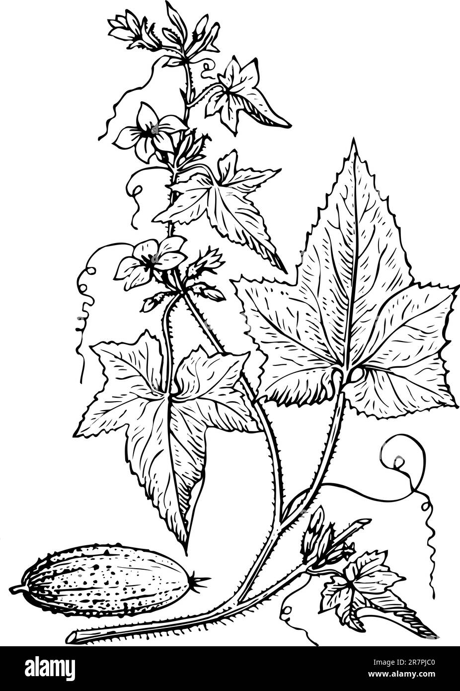 Cetriolo con foglie Illustrazione Vettoriale