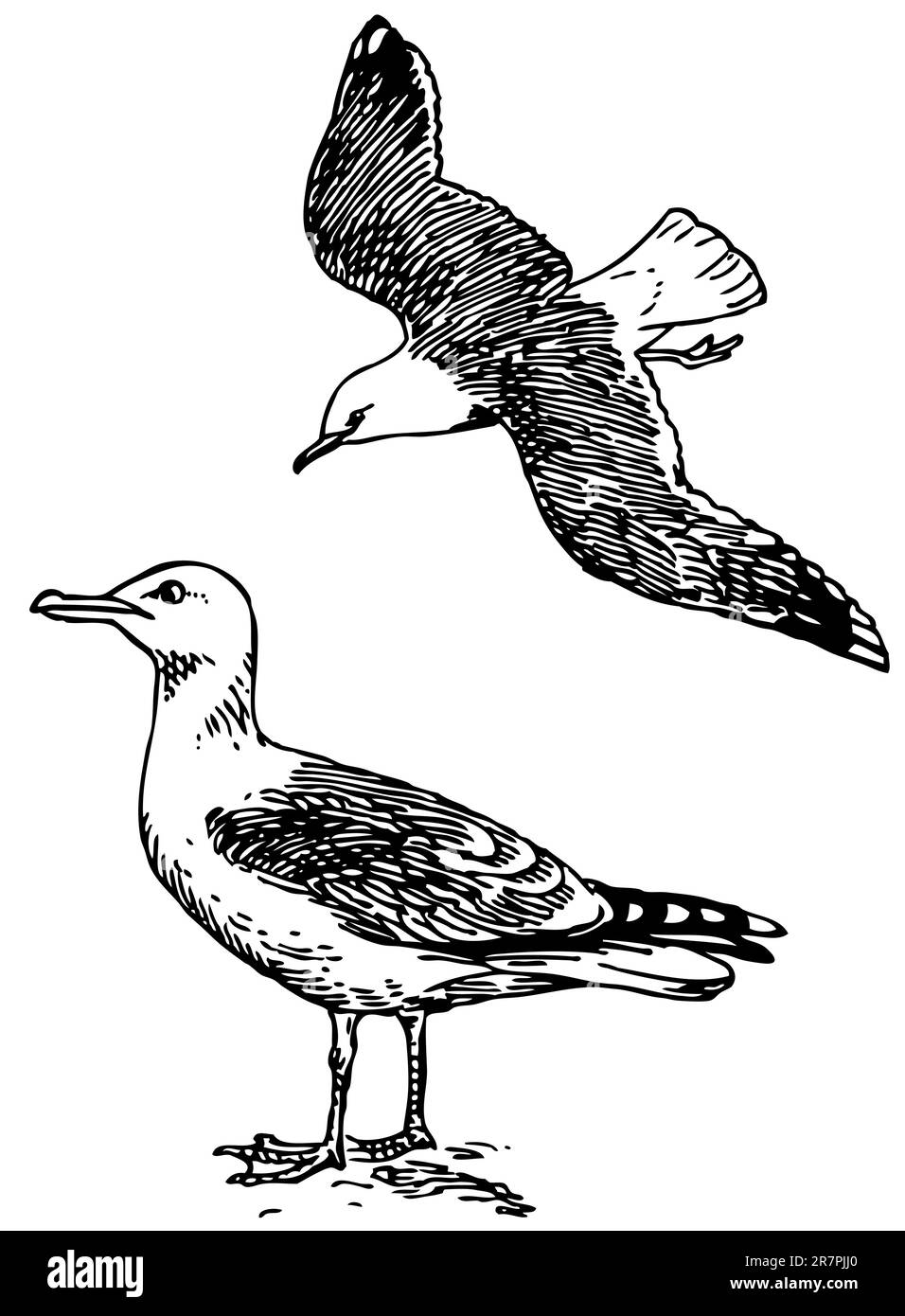 Bird European Herring Gul Illustrazione Vettoriale