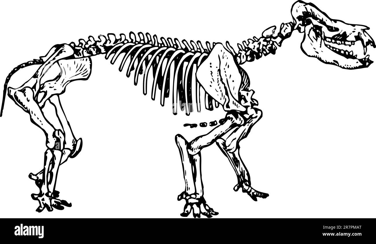 Scheletro animale isolato su bianco Illustrazione Vettoriale