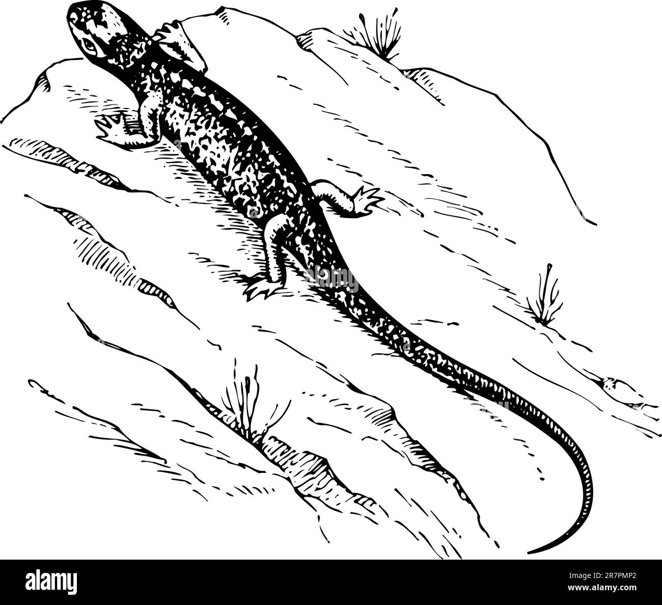 Lizard sulla pietra Illustrazione Vettoriale