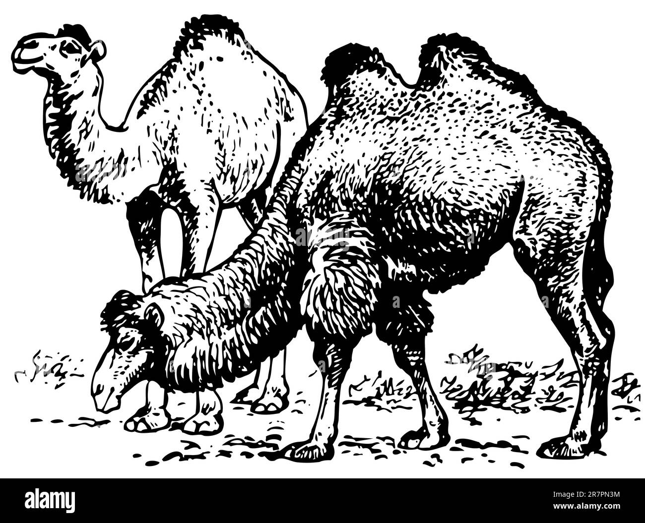 Due cammelli Illustrazione Vettoriale