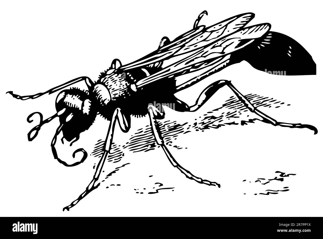 Dauber di fango giallo Illustrazione Vettoriale