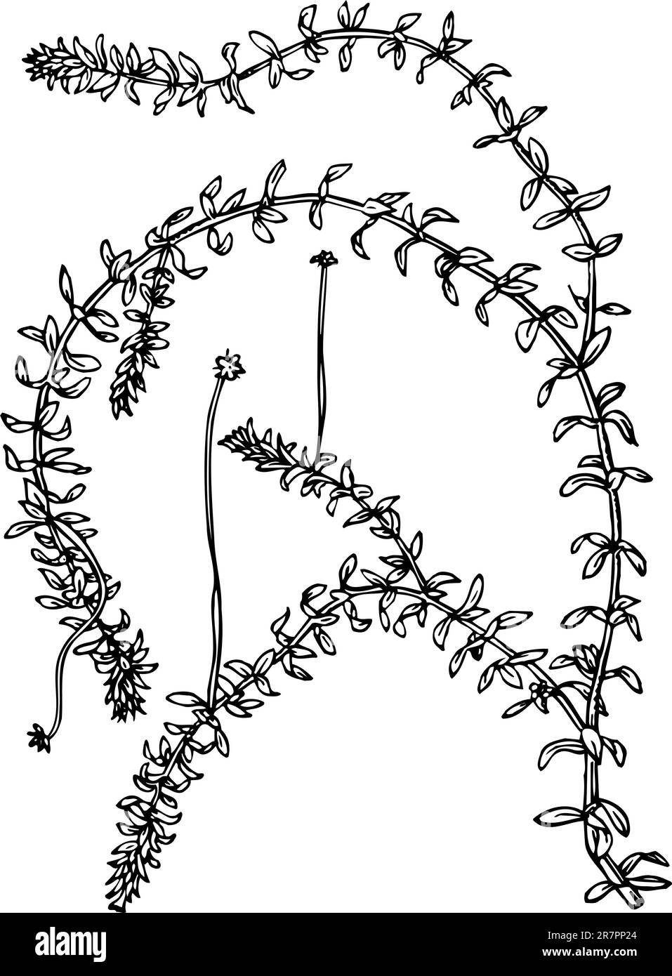 Elodea (erbacce) isolata su bianco Illustrazione Vettoriale