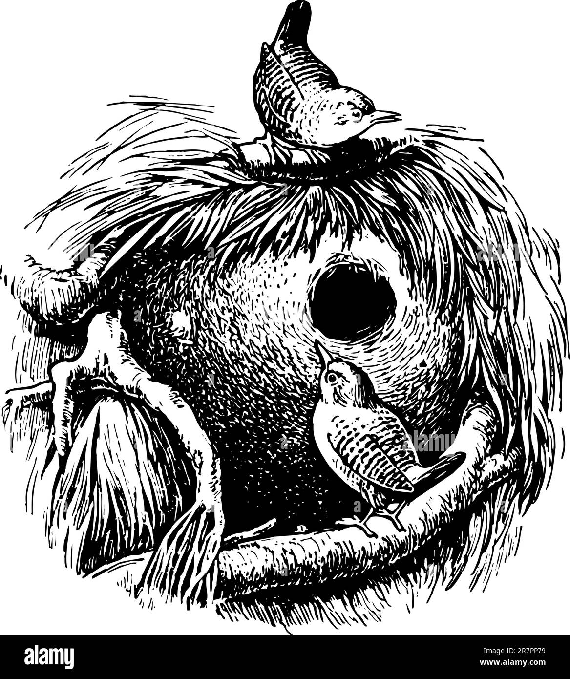 Wren (trogloditi) vicino al nido Illustrazione Vettoriale