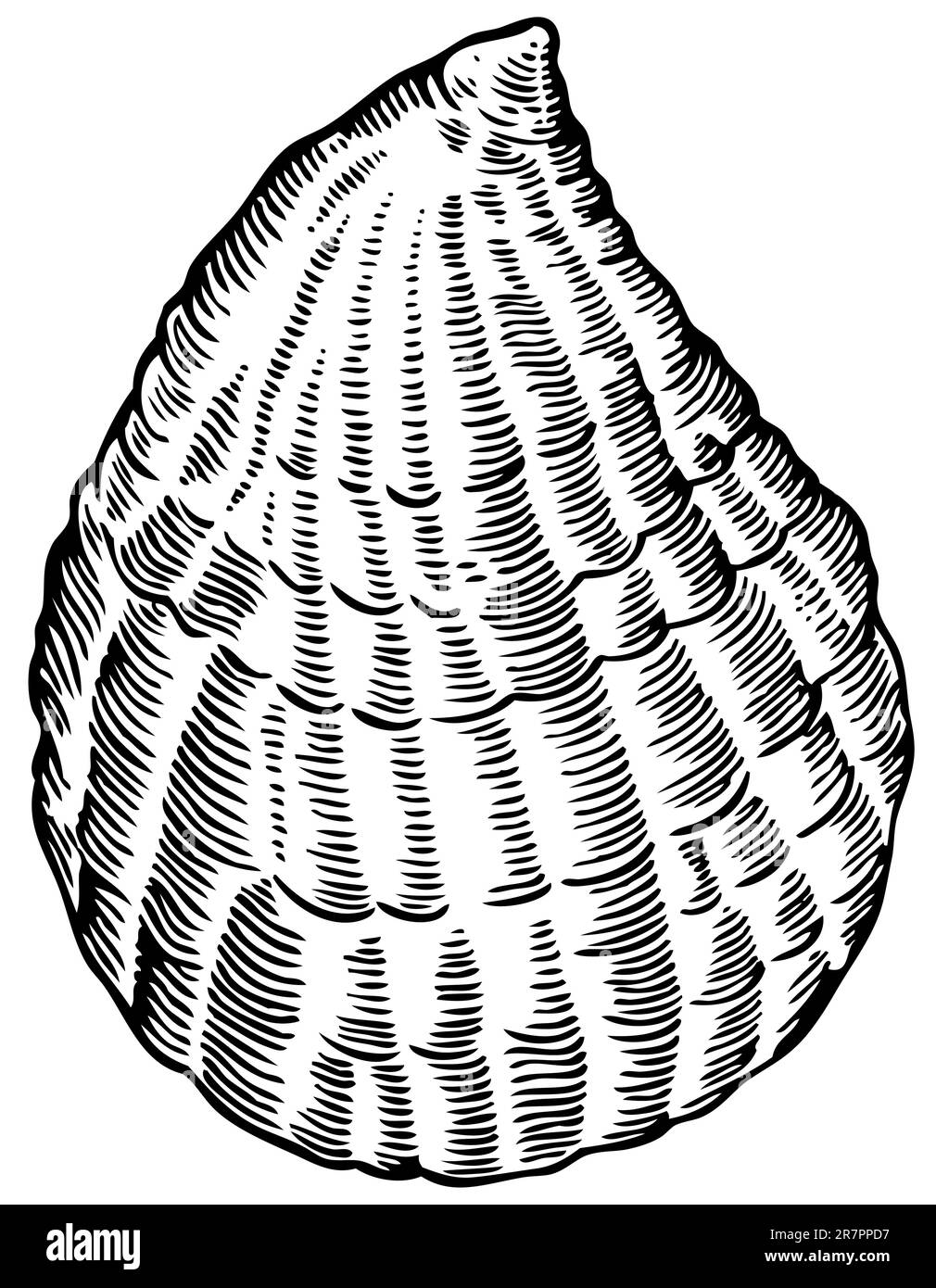 Seashell isolato su bianco Illustrazione Vettoriale