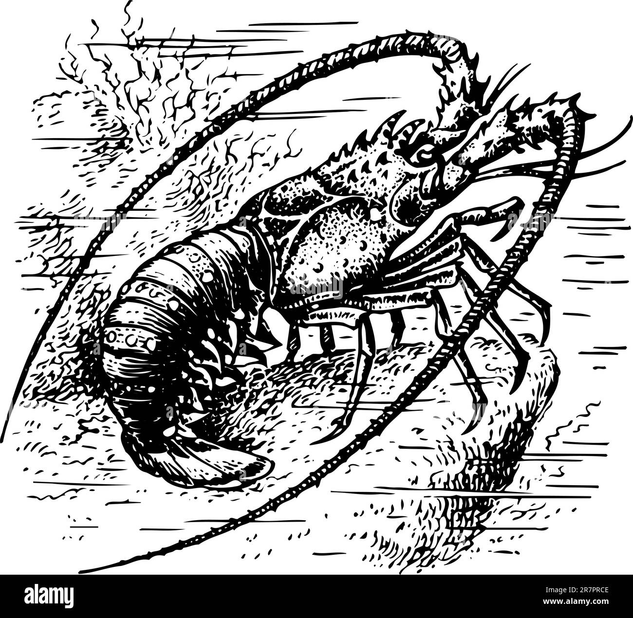 Gamberi nell'acqua Illustrazione Vettoriale