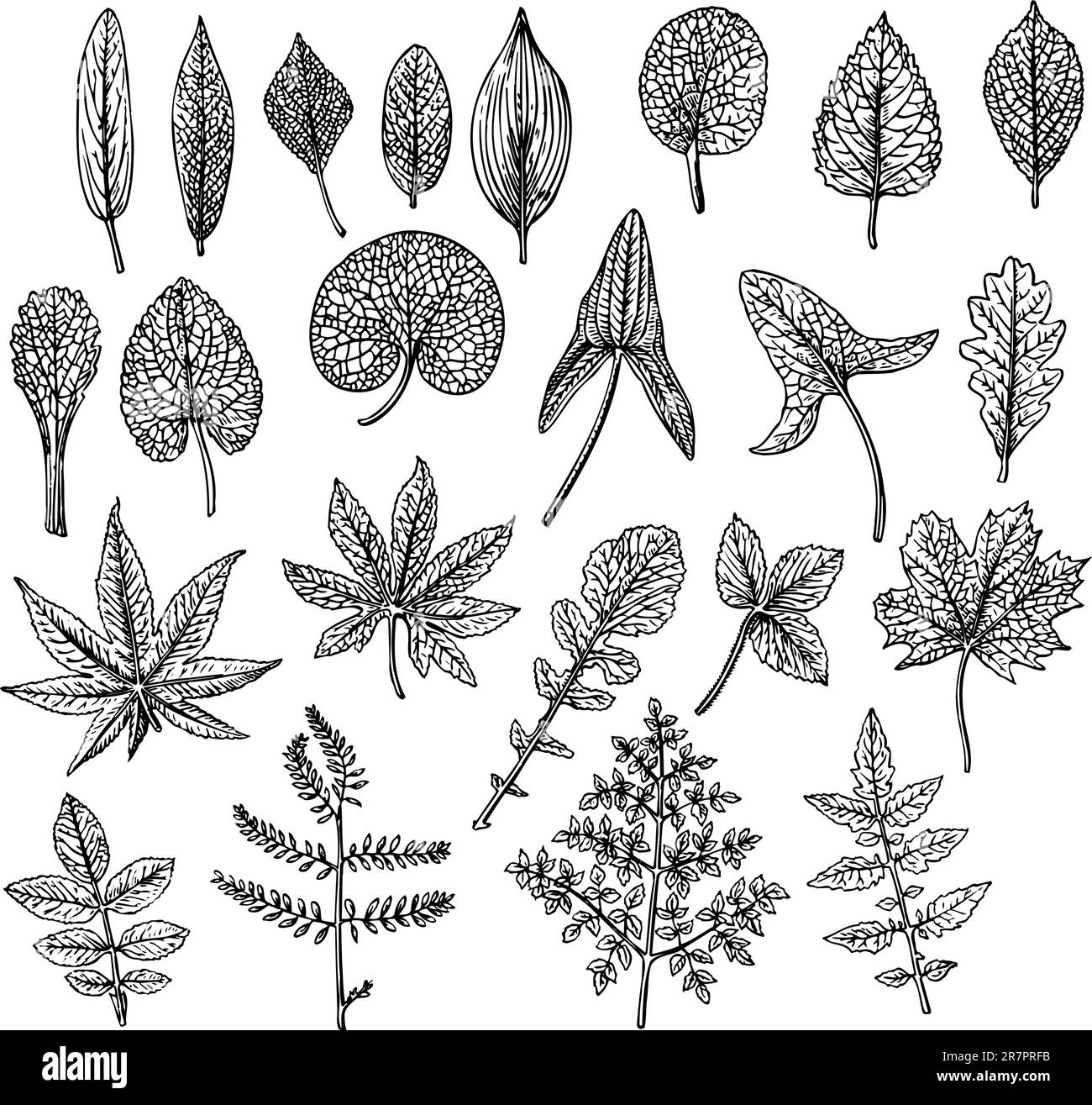 Molte foglie diverse isolate su bianco Illustrazione Vettoriale