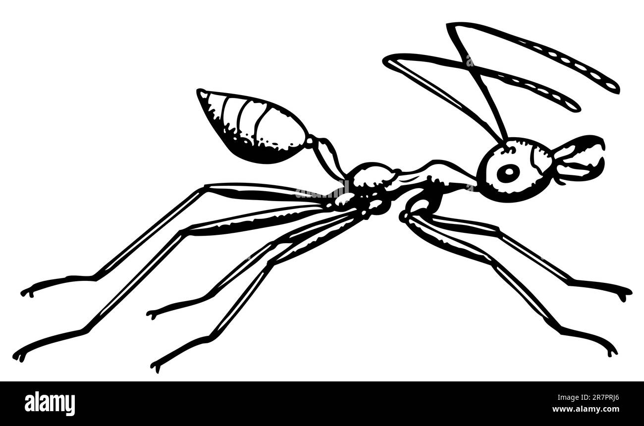 ANT Oecophylla isolato su bianco Illustrazione Vettoriale