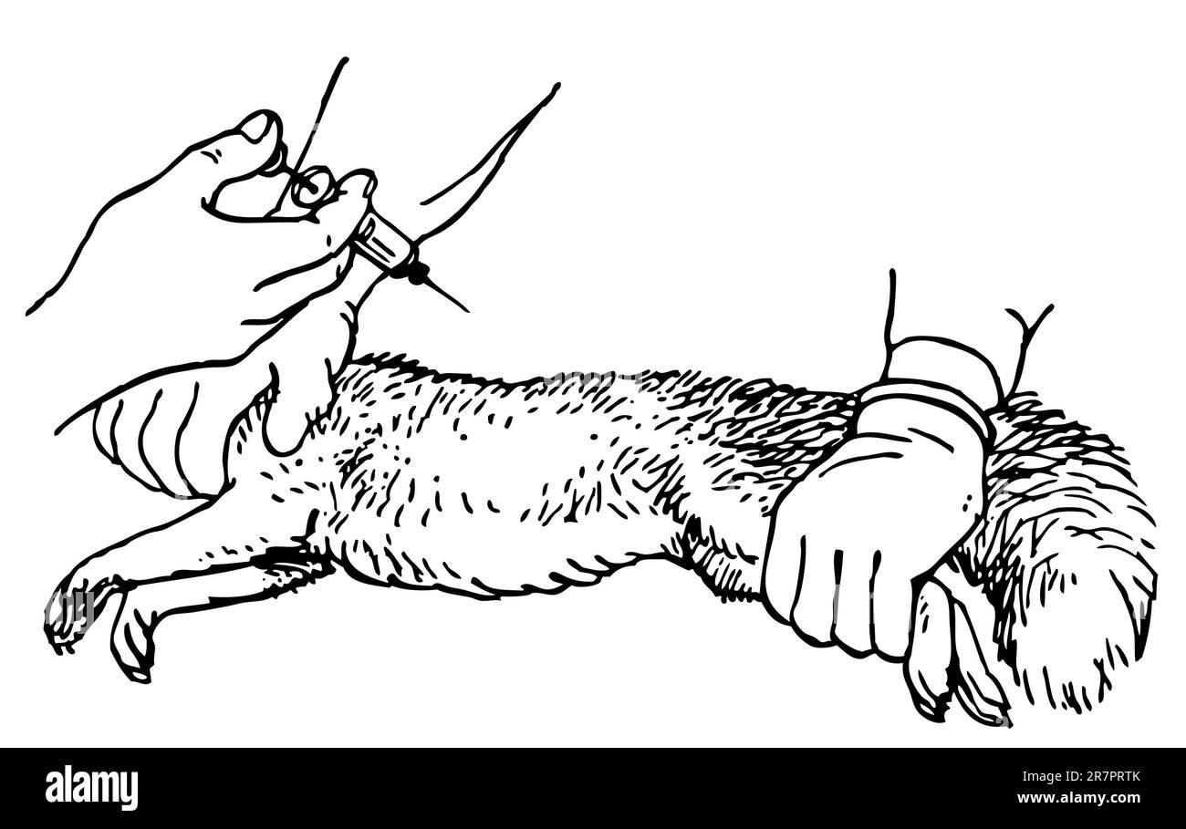 Veterinario che inietta un animale Illustrazione Vettoriale