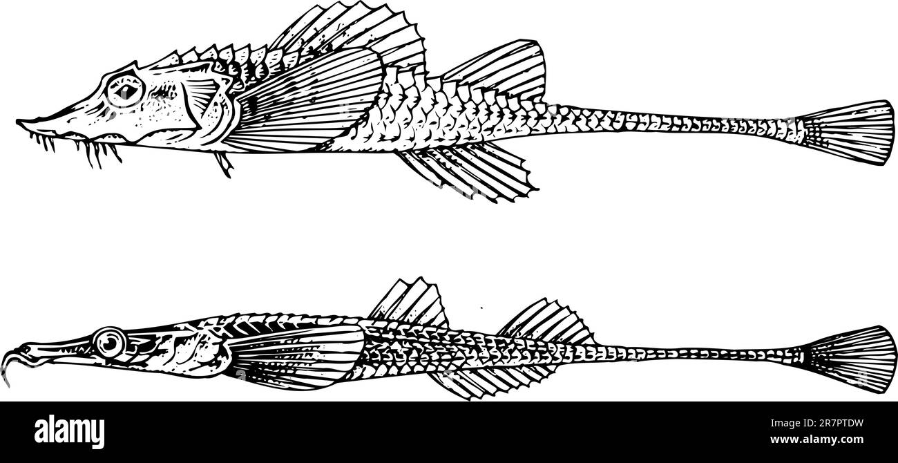 Il pesce in acqua Illustrazione Vettoriale