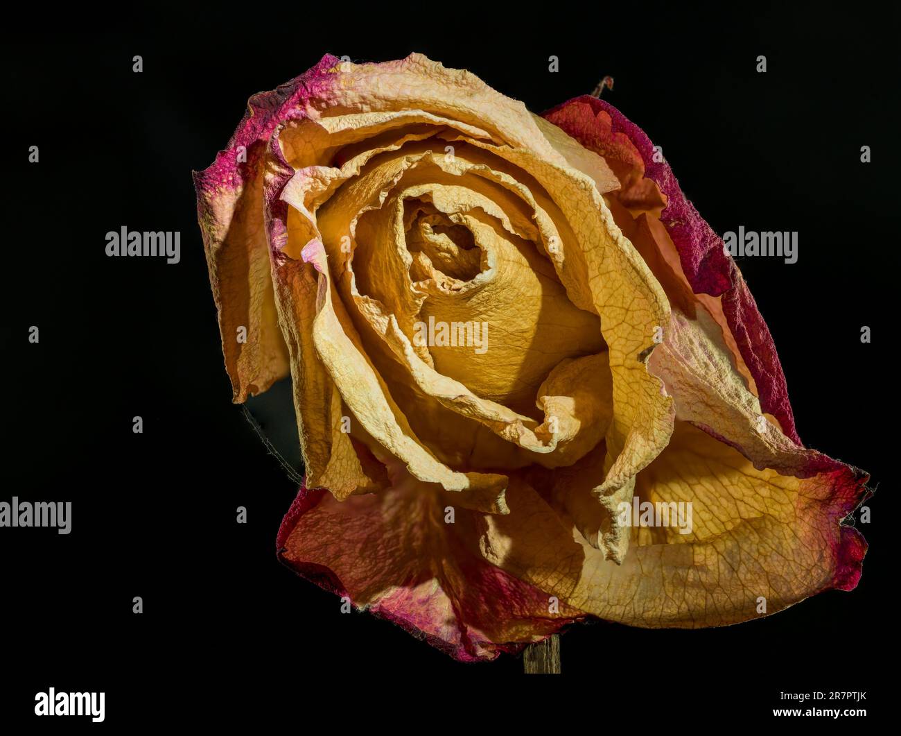 Una rosa secca intemperiata solitaria su sfondo nero Foto Stock