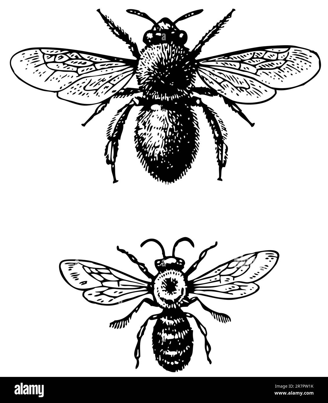 Due Bugs Anthophora isolati su bianco Illustrazione Vettoriale