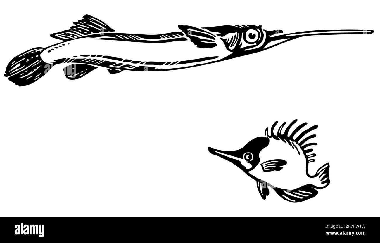 Dermogenys pusillus e naso unicornis isolati su bianco Illustrazione Vettoriale