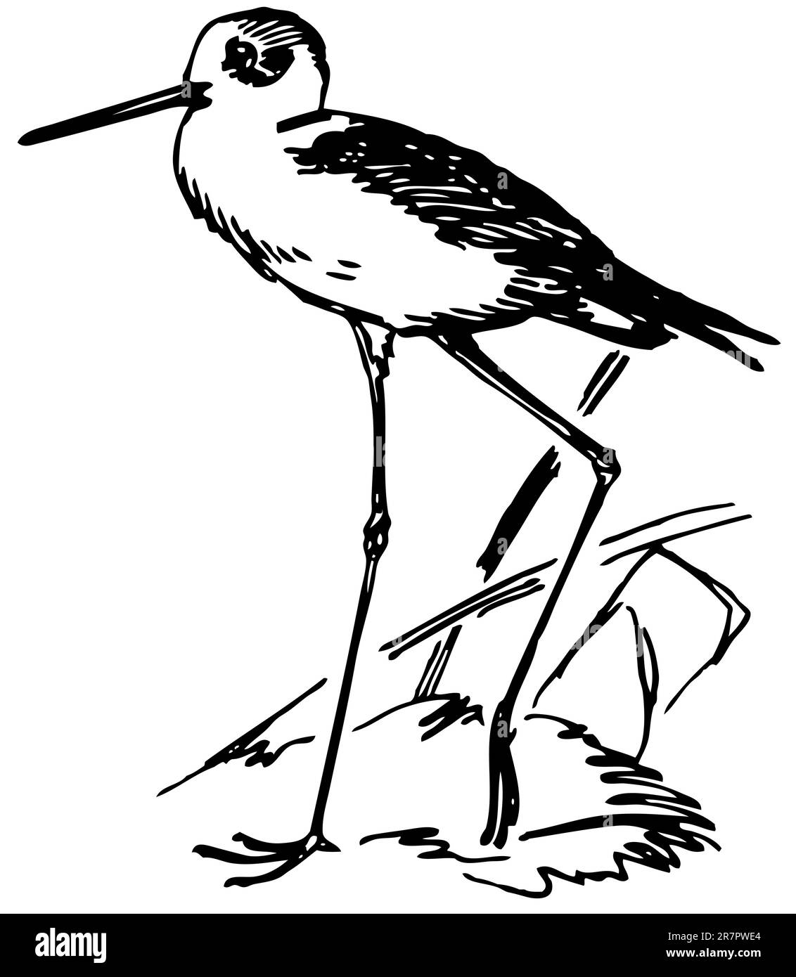 Uccello Stilt con ali nere Illustrazione Vettoriale
