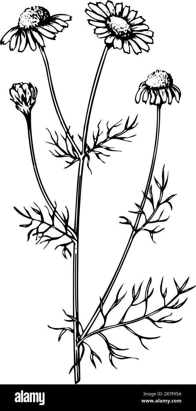 Tripleurospermum vegetale isolato su bianco Illustrazione Vettoriale