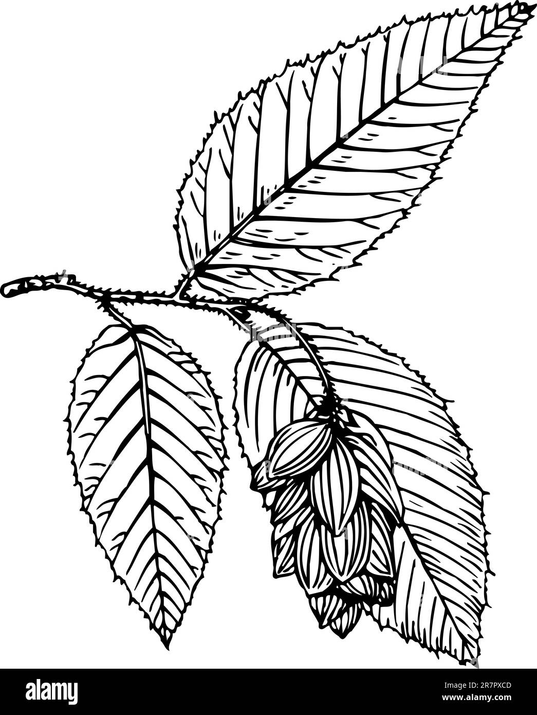 Ostrya vegetale isolato su bianco Illustrazione Vettoriale