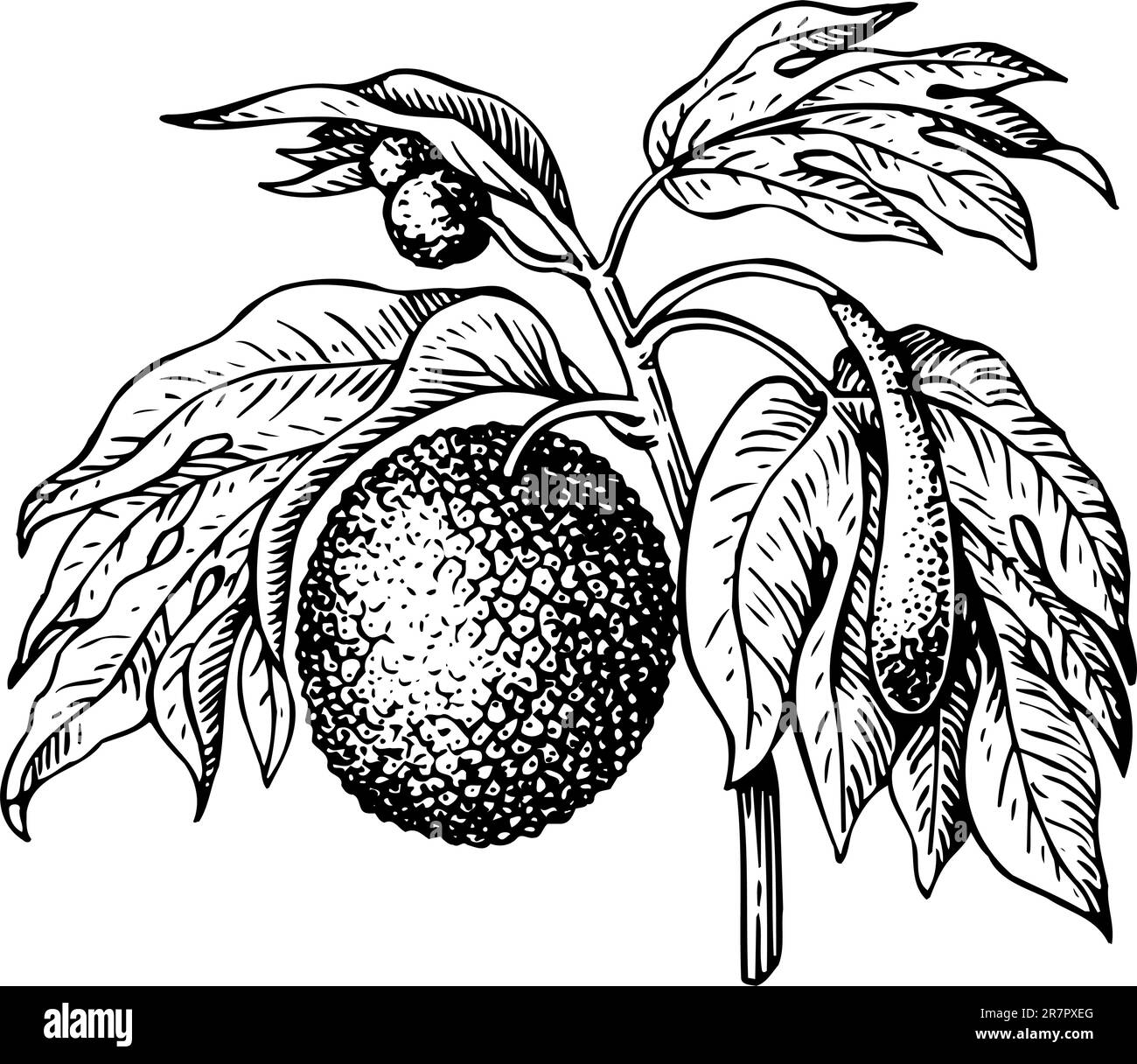 Artocarpus (pane da frutto) isolato su bianco Illustrazione Vettoriale