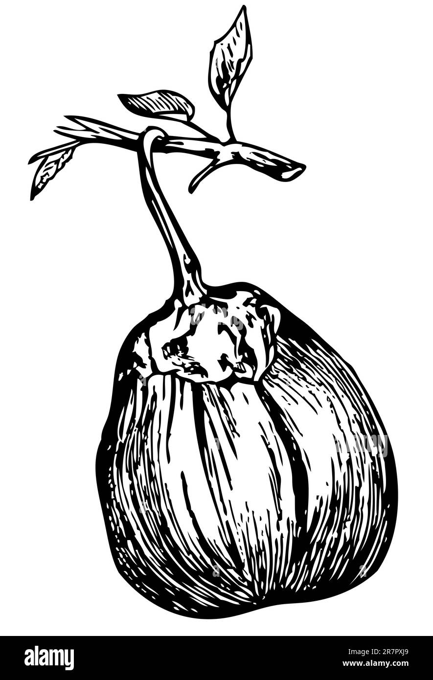 La melanzana isolato su bianco Illustrazione Vettoriale