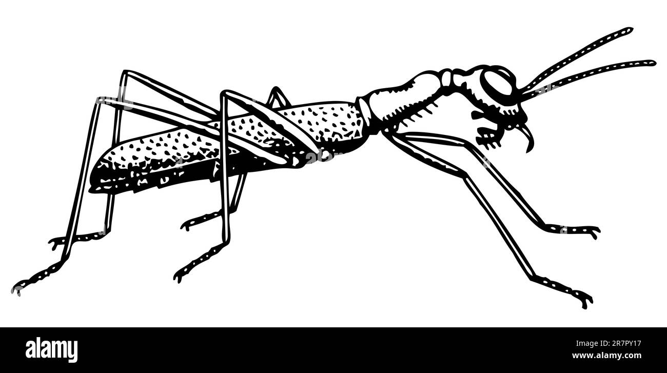 ANT Collyris isolato su bianco Illustrazione Vettoriale