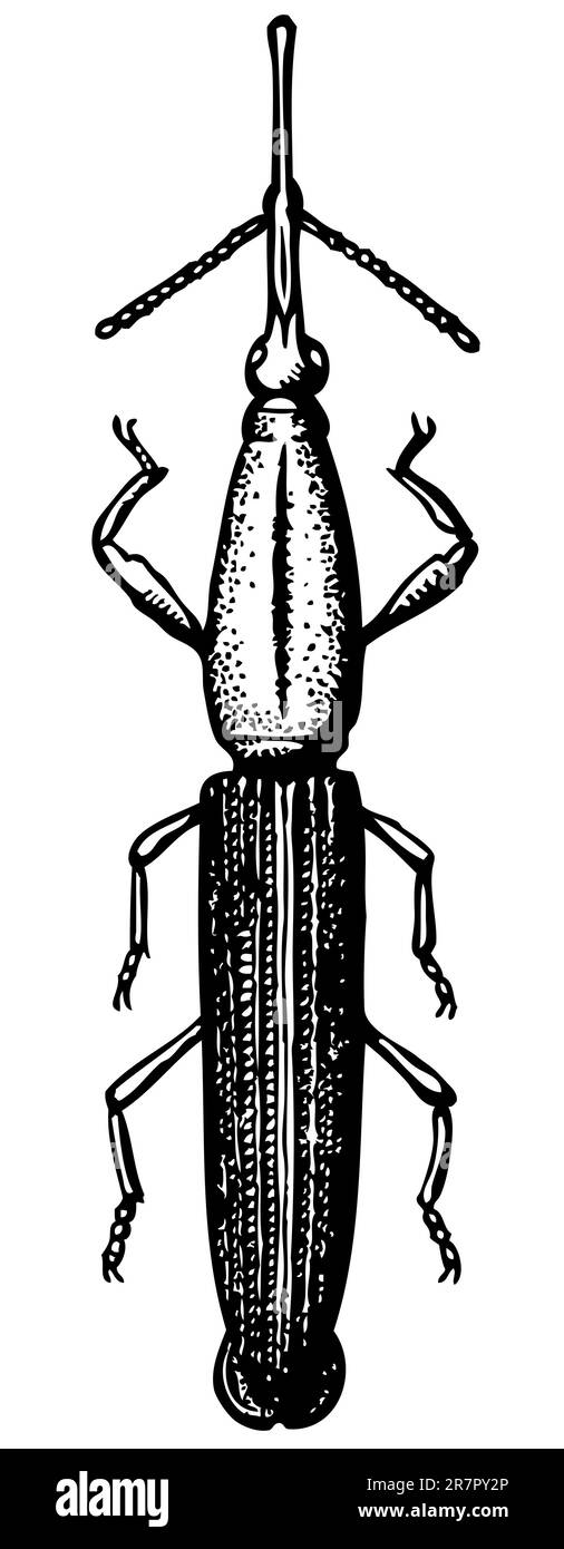 Beetle isolato su bianco Illustrazione Vettoriale