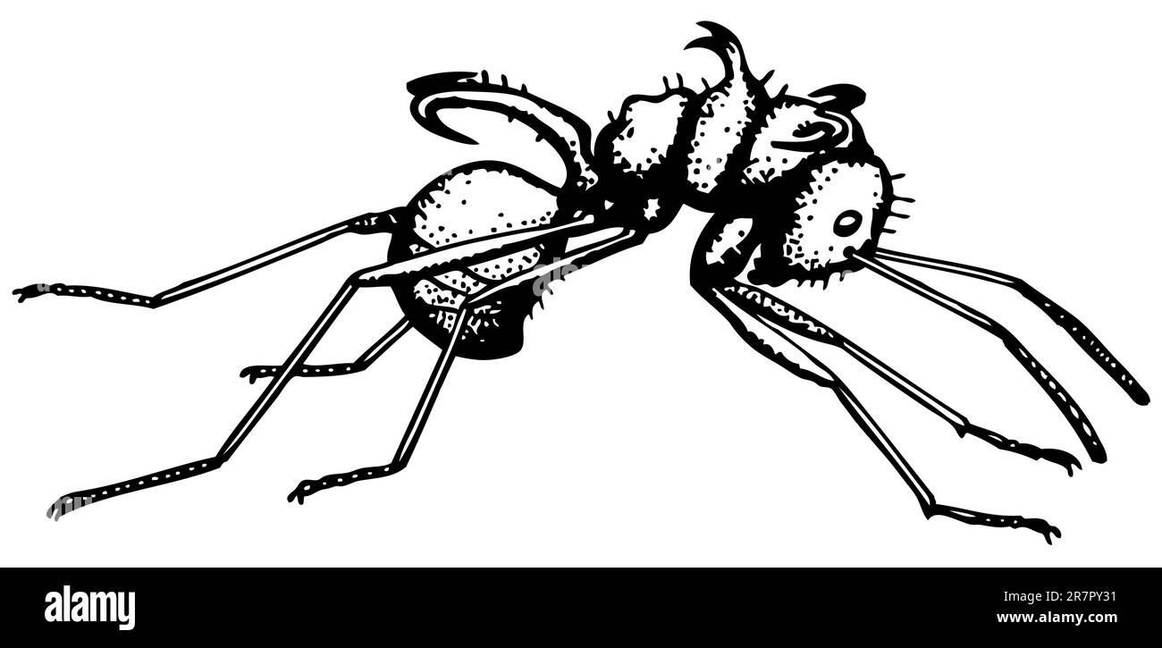 ANT Polyrrhachis isolato su bianco Illustrazione Vettoriale