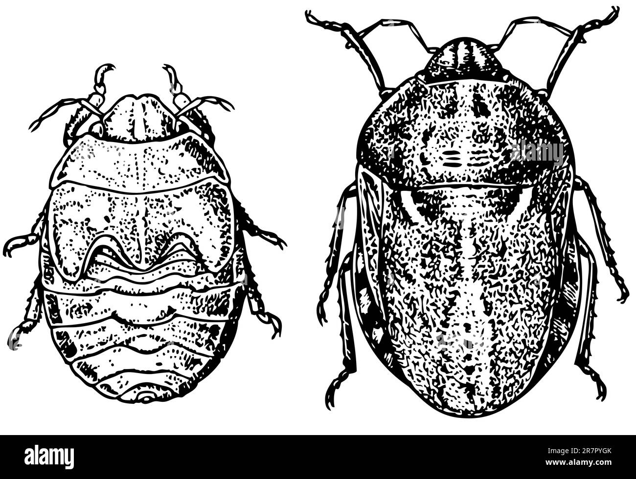 Bug isolati su bianco Illustrazione Vettoriale