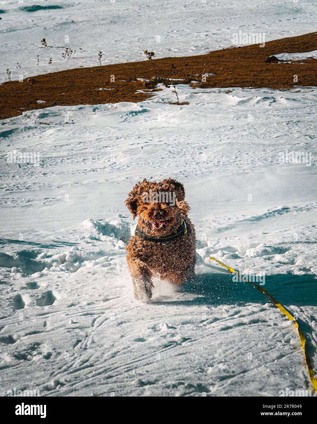 Immagine ad alta risoluzione di un vorticoso cane d'acqua spagnolo che carica attraverso la neve verso la fotocamera. Perfetto per evocare gioia, energia e meraviglia invernale. Foto Stock