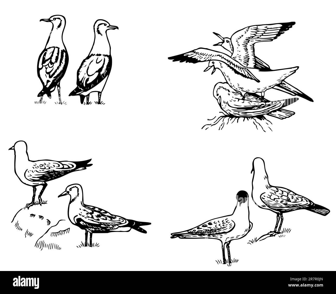 La vita di Larus Illustrazione Vettoriale