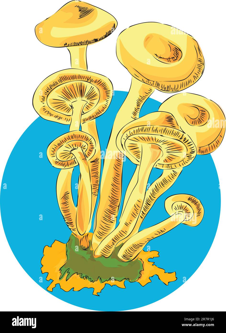 Miele in una serie di funghi commestibili. Illustrazione vettoriale di un formato EPS. Illustrazione Vettoriale