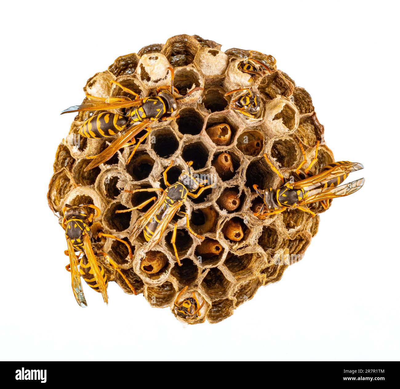 Nido WASP con vespe. Nido di una famiglia di vespe Foto Stock