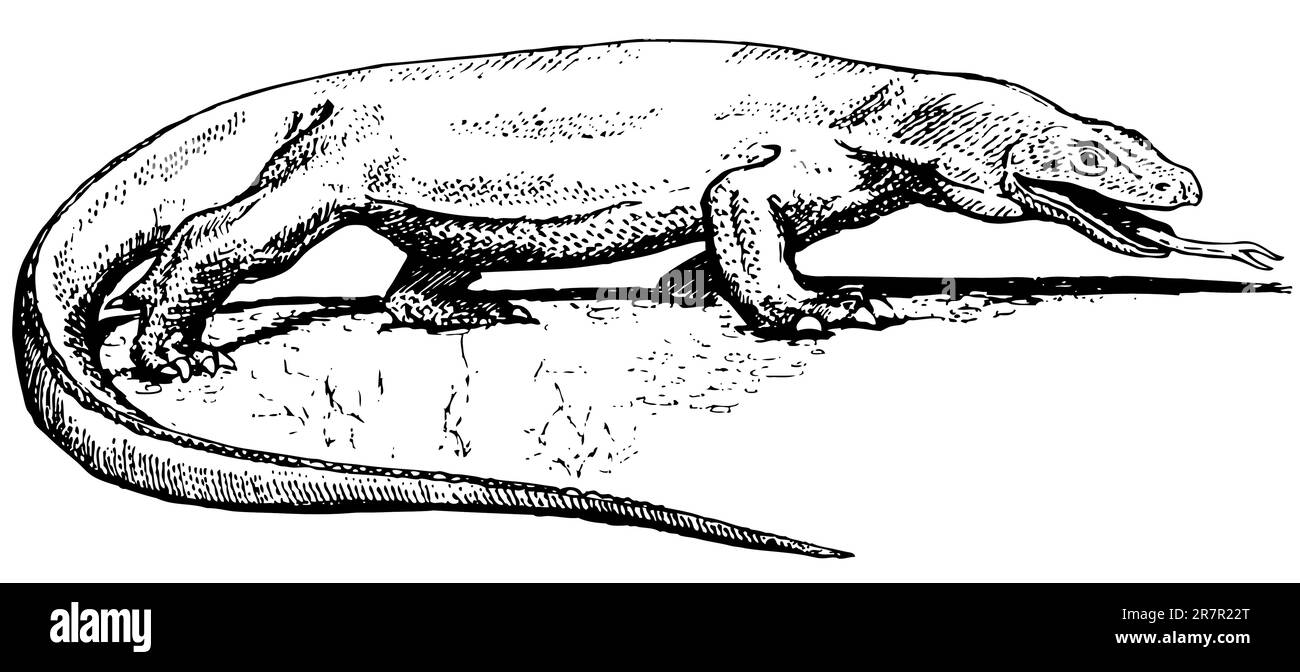Drago di Komodo Illustrazione Vettoriale