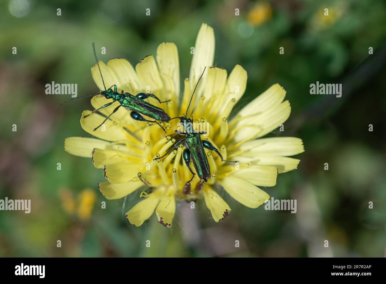 Scarabeo gonfio (Oedemera nobilis, chiamato anche scarabeo a zampe spesse o falso scarabeo olio), due scarabei su orecchie di topo fior di alga falco Foto Stock