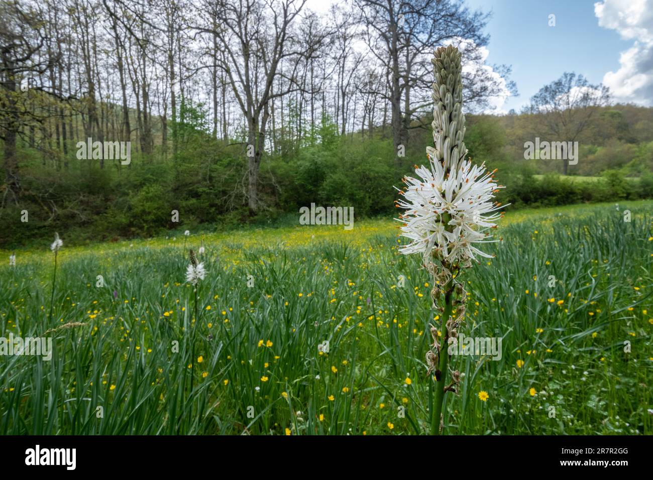 Asphodelus albus, nome comune asfodel bianco, fiorito in un prato di fiori selvatici nella riserva naturale del Laghetto di Gavelli, Umbria, Italia, Europa Foto Stock