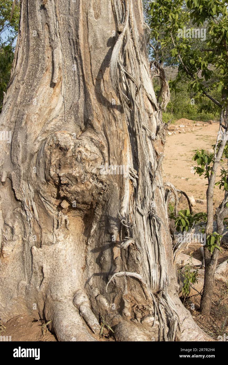 Il tronco di un giovane Baobab è stato danneggiato dagli elefanti che pelano la corteccia in lunghe strisce. I baobab hanno una struttura che può sopravvivere a tali danni. Foto Stock
