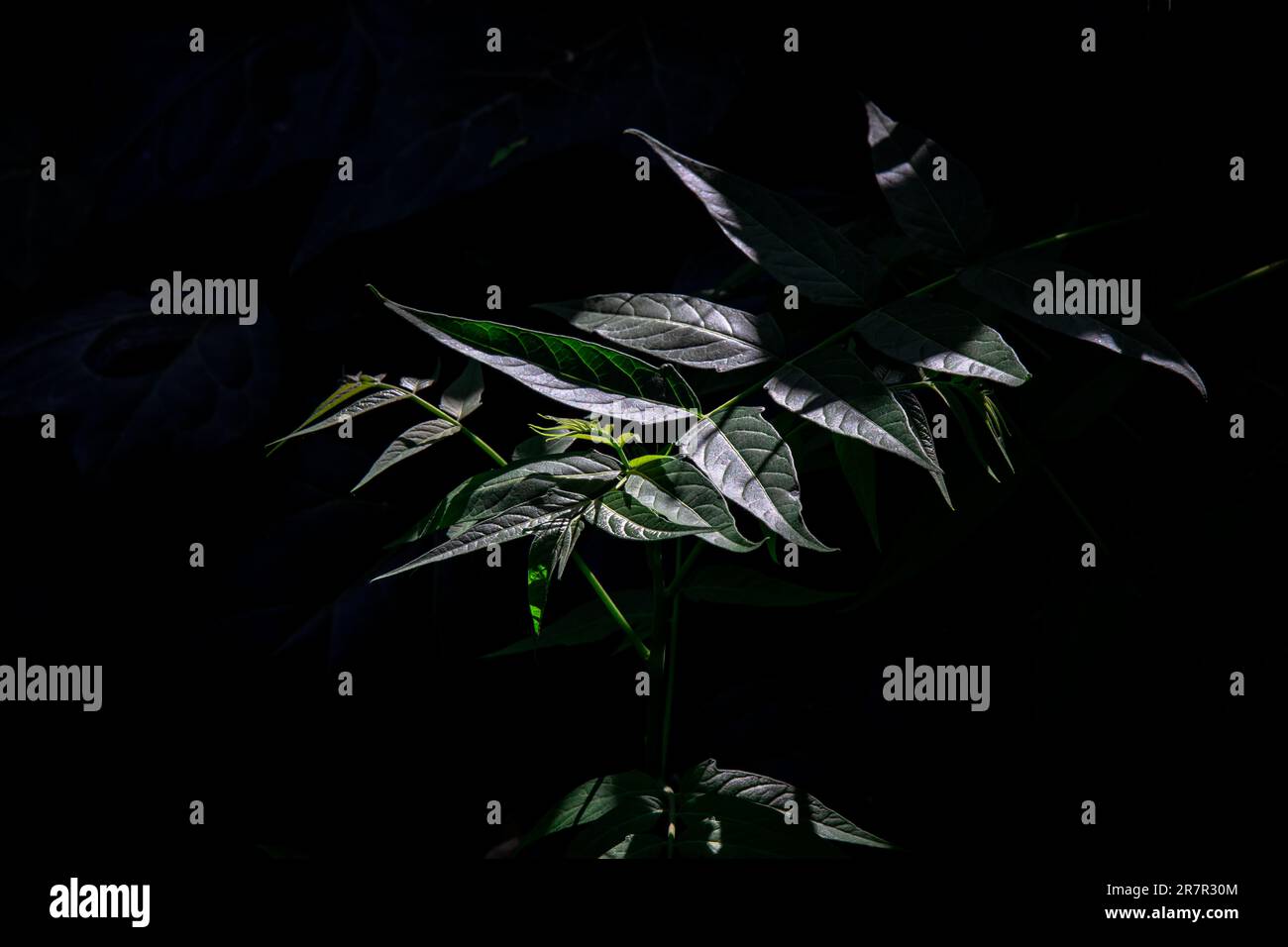 Foglie verdi dell'albero del cielo pianta. Sfondo natura con spazio di copia. Foto Stock