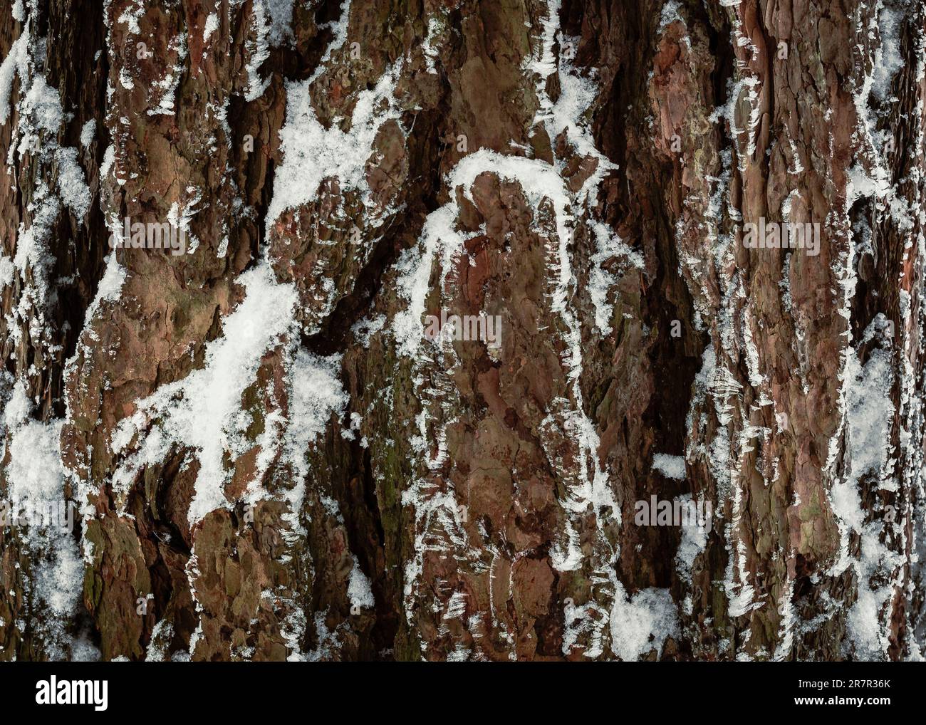 Texture invernali, una bellezza raramente vista Foto Stock