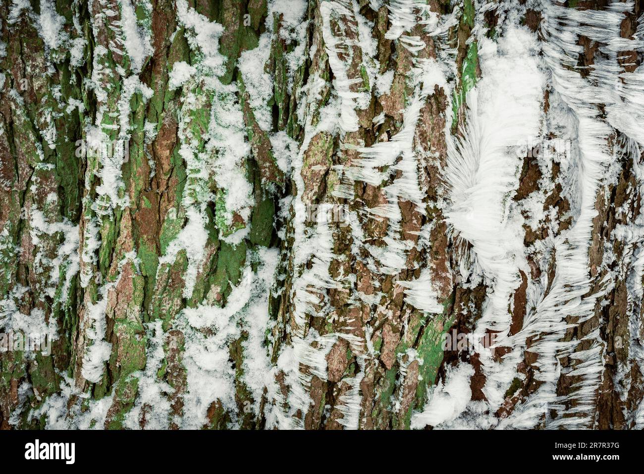 Texture invernali, una bellezza raramente vista Foto Stock