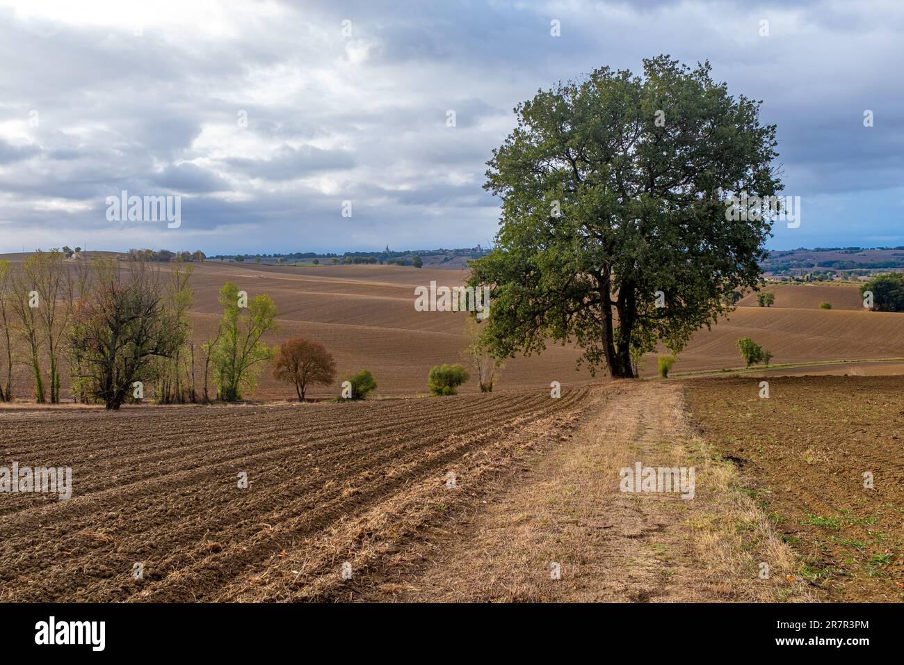 Un unico querce sul sentiero Camino de Santiago nel sud-ovest della Francia. Preso in un giorno di autunno overcast senza persone Foto Stock