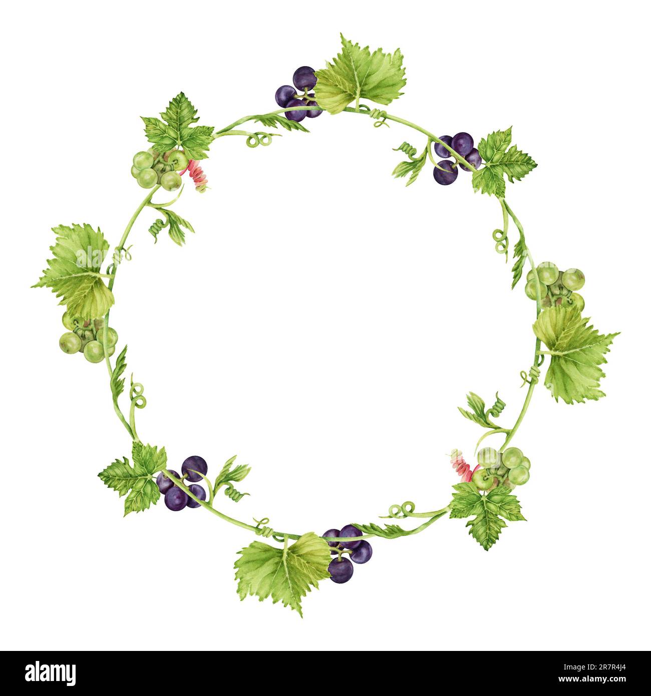 Cornice rotonda con uva verde e viola e foglie. Acquerello disegno a mano illustrazione perfetta per carte, inviti e altri disegni Foto Stock