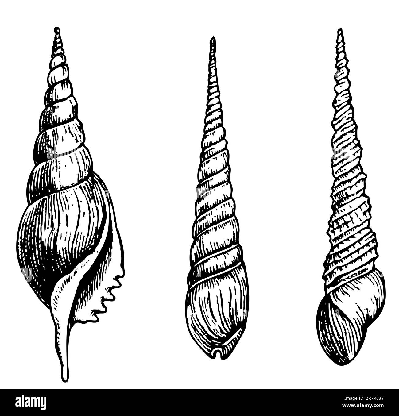 Seashells isolato su bianco Illustrazione Vettoriale