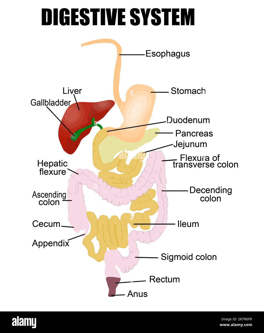 Sistema digestivo (utile per l'educazione nelle scuole e cliniche ) - illustrazione vettoriale Illustrazione Vettoriale