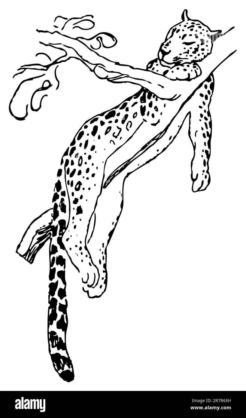 Leopardo addormentato sull'albero Illustrazione Vettoriale