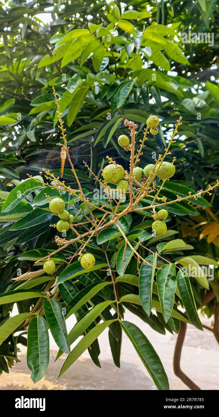 Frutto di longan crudo su un albero di longan con sfondo sfocato Foto Stock