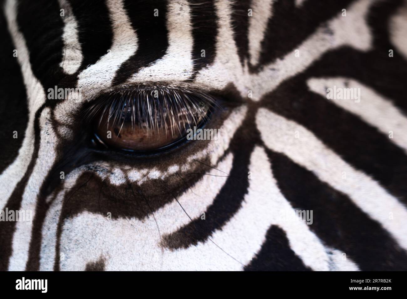 Primo piano dell'occhio ipnotizzante di una zebra, rivelando schemi intricati e accattivante bellezza nel cuore della natura selvaggia. Foto Stock