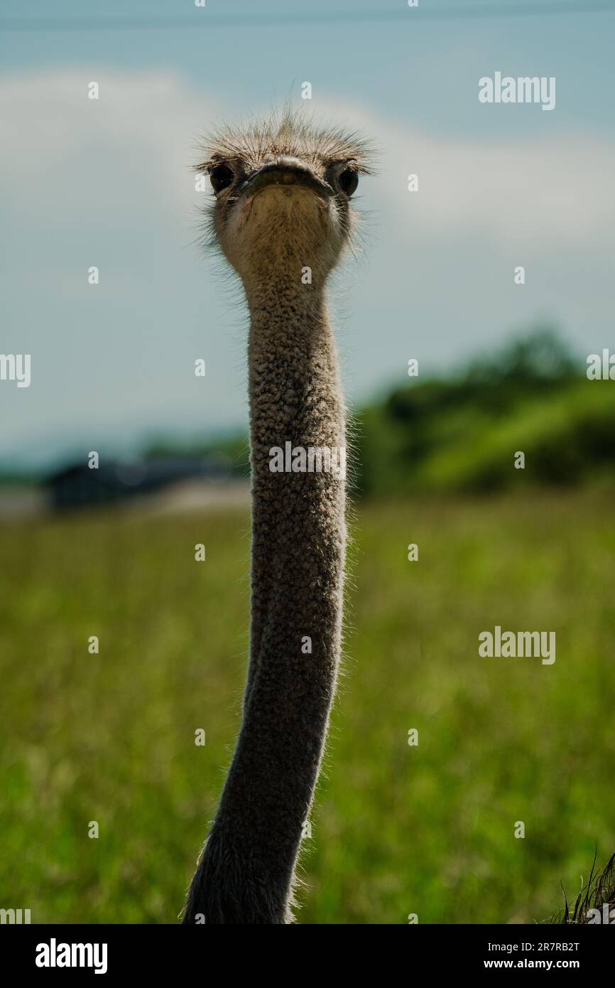 L'aggraziato collo allungato e la testa regale di uno struzzo catturano l'attenzione, mostrando la meraviglia della natura nella forma e nel portamento. Foto Stock