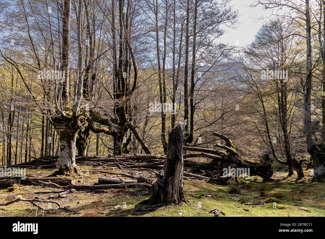 Esplorando le incantevoli foreste di faggio dei Paesi Baschi Foto Stock