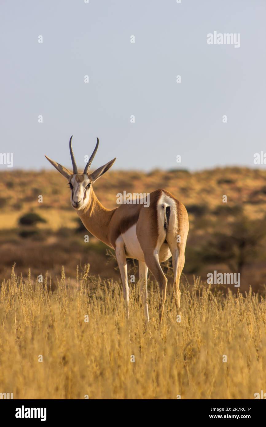 Springbok ewe che la guarda sopra la spalla Foto Stock