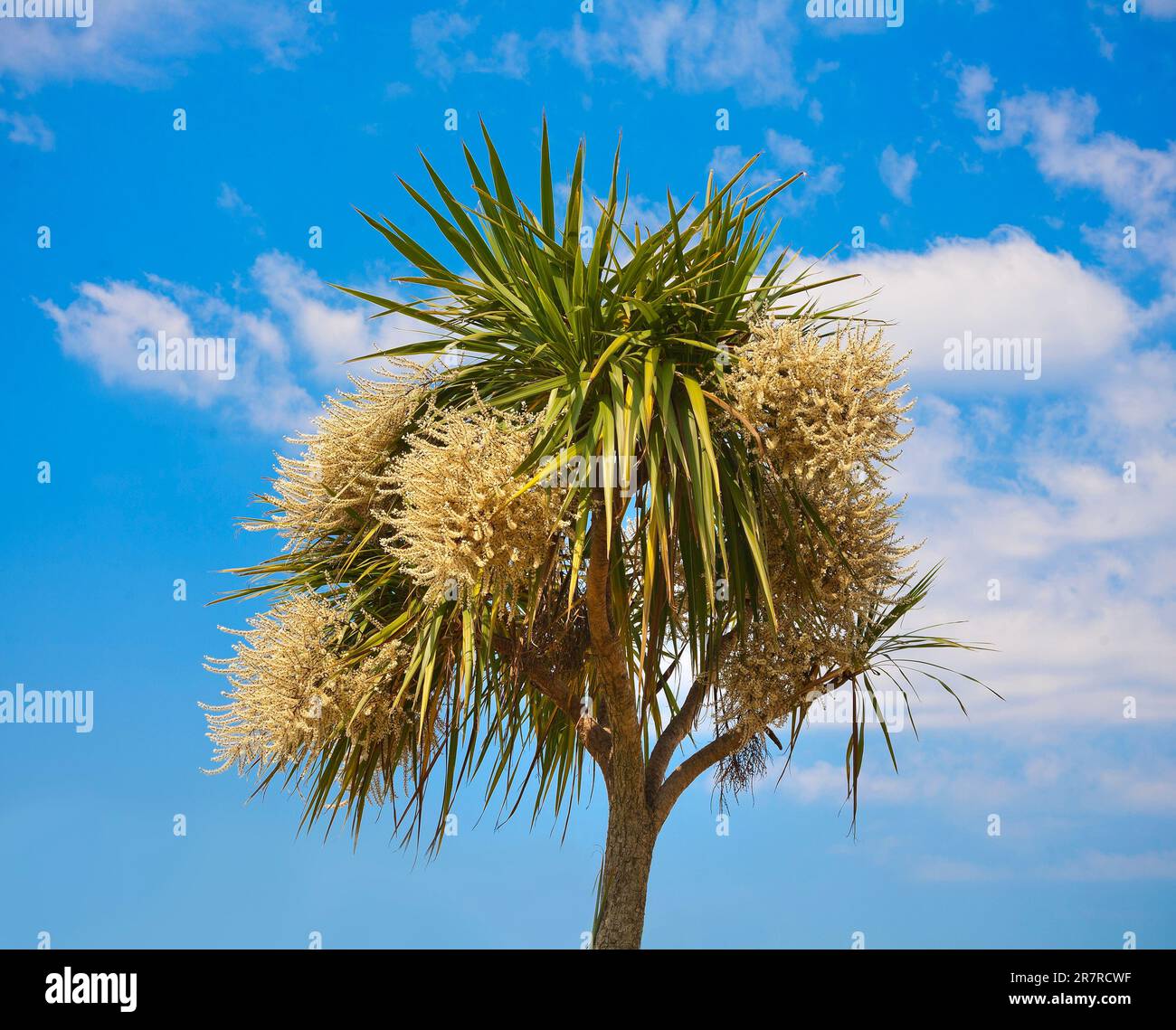 Chusan palma in fiore, Trachycarpus fortunei, cielo blu, estate Foto Stock